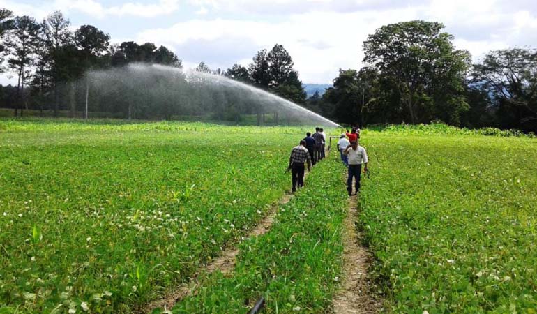 proyectos agricolas